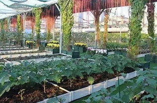 休闲农业与乡村旅游规划设计的核心要点 聚焦休闲观光活动